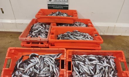 Nazaré – Apreensão de mais de 100 quilos de pescada subdimensionada