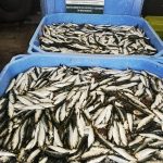 Matosinhos – Apreensão de mais de meia tonelada de sardinha por falta de rastreabilidade