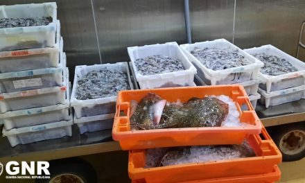 Aveiro – Apreensão de mais de 300 quilos de pescado