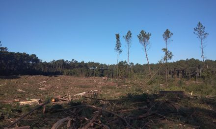 Sobre o abate florestal e o repovoamento “natural” da área do perímetro Florestal de Ovar