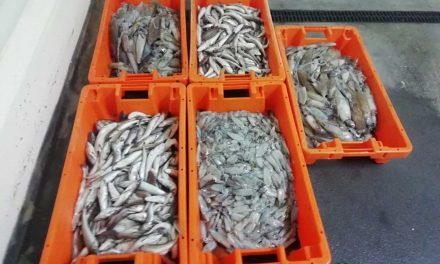 Aveiro – Apreensão de 80 quilos de pescado subdimensionado