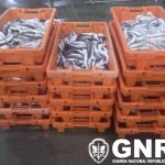 Nazaré – Apreensão de mais de meia tonelada de pescado fresco subdimensionado