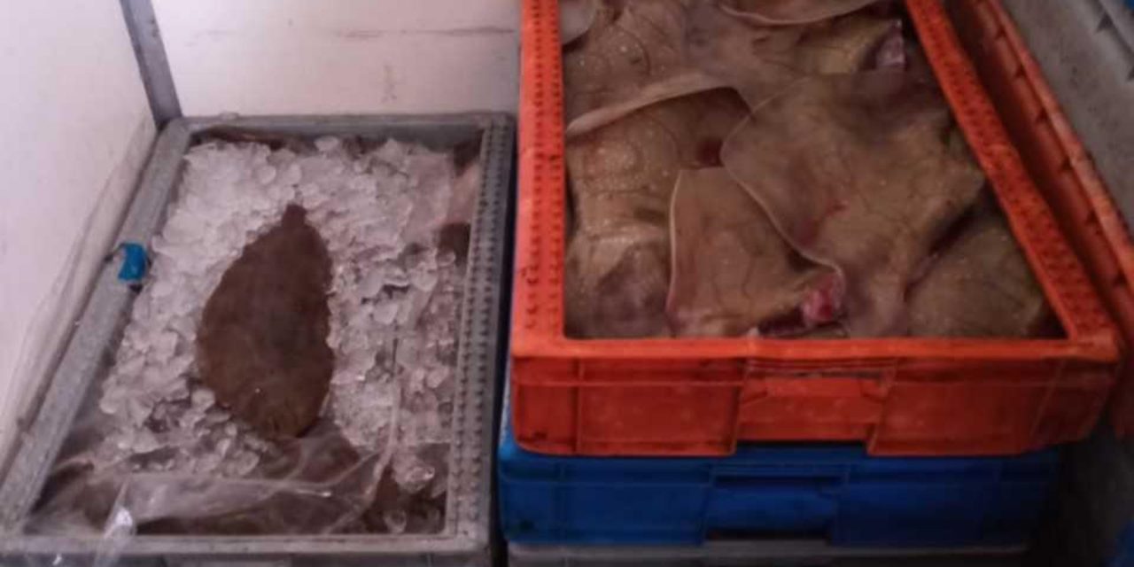 Gafanha da Nazaré – Apreensão de 282 quilos de pescado fresco sem regime de primeira venda