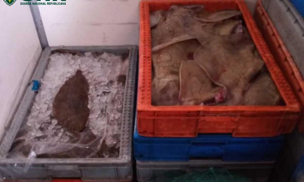Gafanha da Nazaré – Apreensão de 282 quilos de pescado fresco sem regime de primeira venda